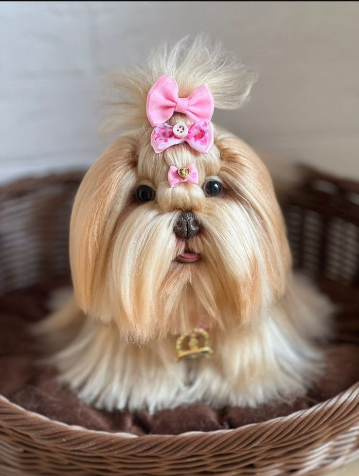 Personalize seu Cachorro (PET)