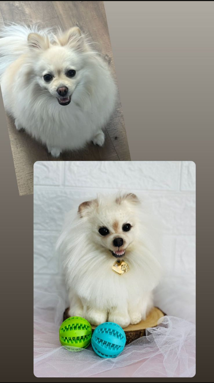 Personalize seu Cachorro (PET)