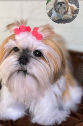 Personalize seu Cachorro (PET)