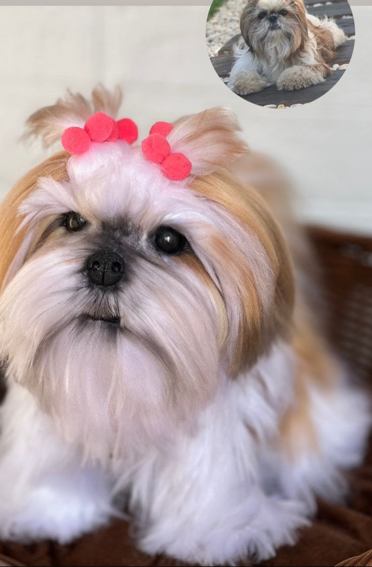 Personalize seu Cachorro (PET)