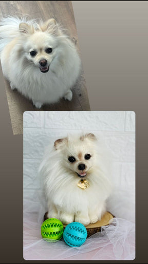 Personalize seu Cachorro (PET)